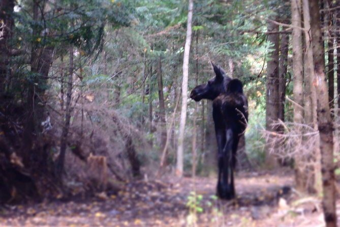 4-Day Canadian Camping Road Trip ("Moose On The Loose") - Day 1: Huntsville for a simple lakeside lunch, then Algonquin camping basics