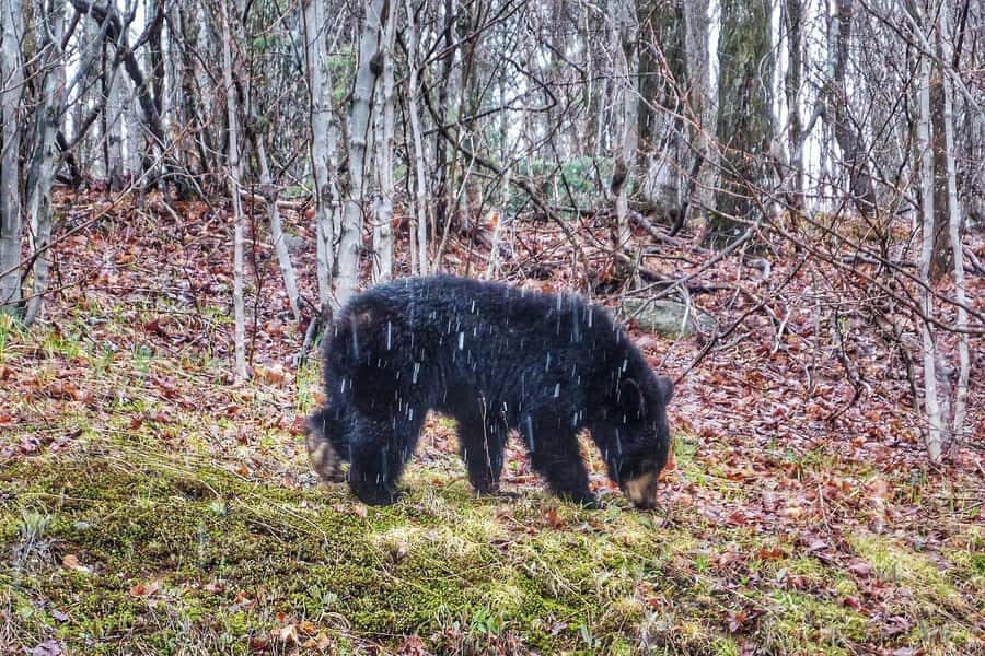 Algonquin Park Hiking: Adventure Tour from Toronto - Should you book the Algonquin Park Hiking tour from Toronto?
