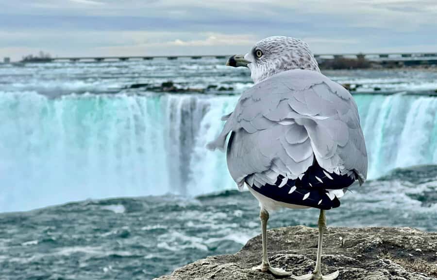 From Toronto: Niagara Falls Tour + Boat Ride and/or Journey - Who Should Book This Niagara Tour (and Who Should Think Twice)