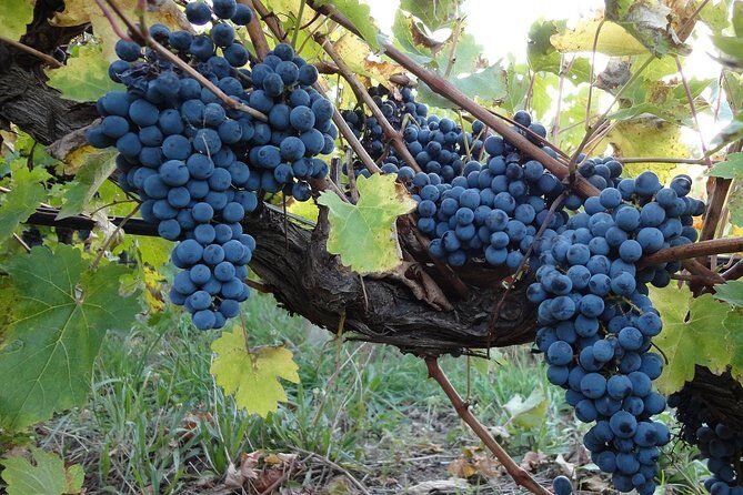 Private Customizable Niagara Day Trip/Wine Tour from Toronto - Key highlights worth your attention