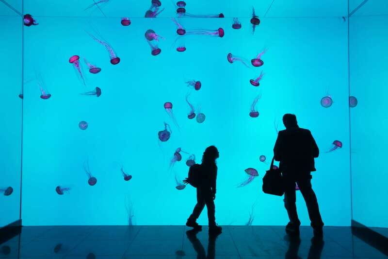 Ripley's Aquarium: Sharks After Dark Entry (After 5PM) - Key things to know before you go