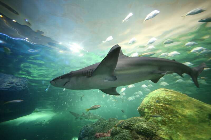 Ripley's Aquarium: Sharks After Dark Entry (After 5PM) - Sharks After Dark at Ripley’s Aquarium: What This After-5 Ticket Really Adds