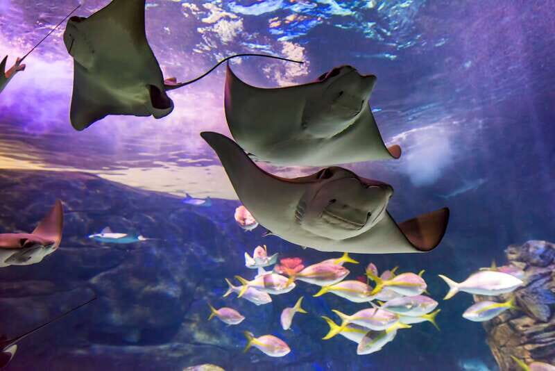 Ripley's Aquarium: Sharks After Dark Entry (After 5PM) - Your 2-Hour Game Plan: How to Use the Dark-Entry Window