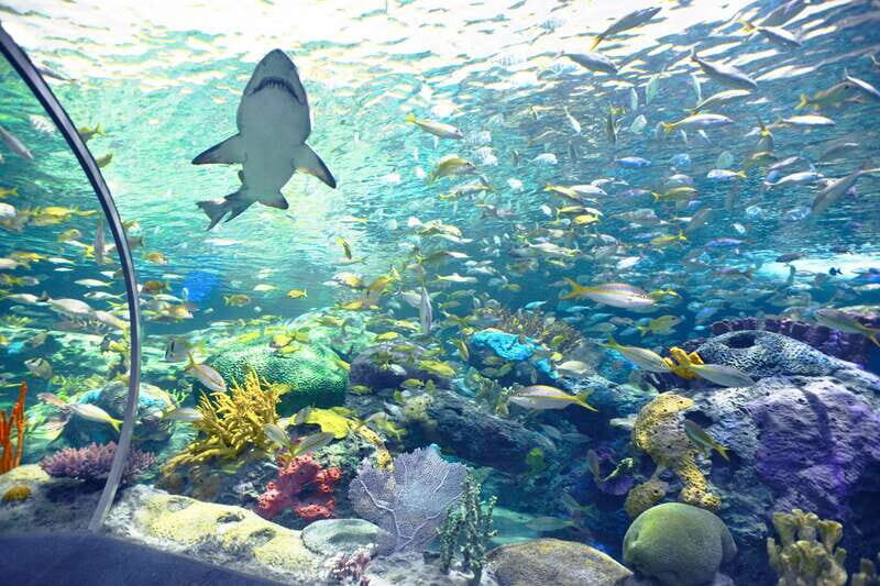 Ripley's Aquarium: Sharks After Dark Entry (After 5PM) - Live Underwater Shows: How to Fit Them Without Stress