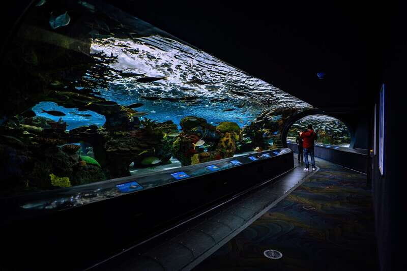 Ripley's Aquarium: Sharks After Dark Entry (After 5PM) - Friday Night Jazz on the Second Friday: A Fun Night-Lift