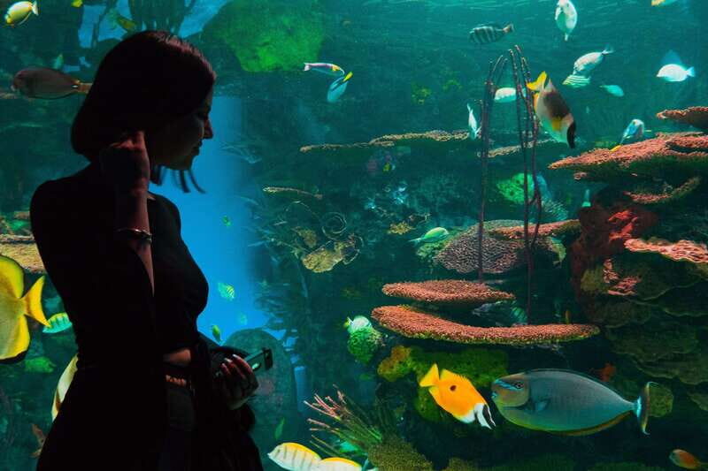Ripley's Aquarium: Sharks After Dark Entry (After 5PM) - Price and Value: Is $33 Worth It After 5 PM?