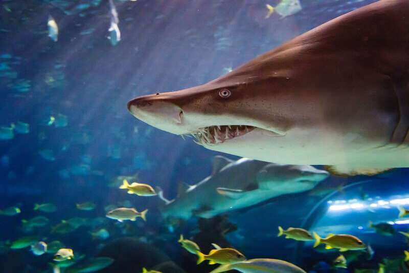 Ripley's Aquarium: Sharks After Dark Entry (After 5PM) - Getting to Ripley’s Aquarium of Canada From Union Station (Easy, Car-Free)