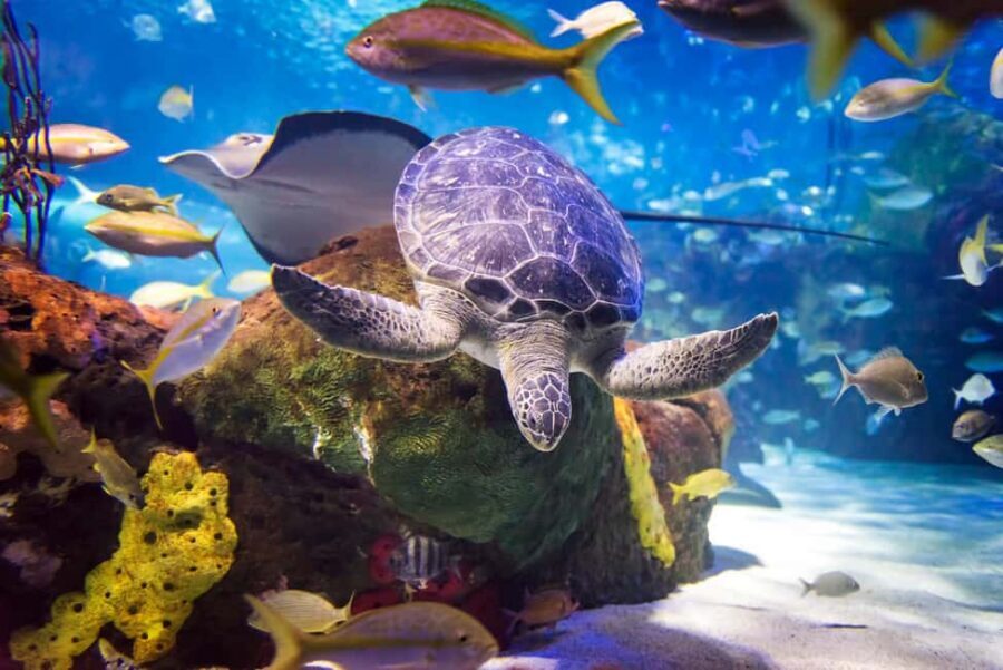 Toronto CityPASS®: Save up to 38% at 5 Top Attractions - CN Tower: Your Best Weather-Independent View