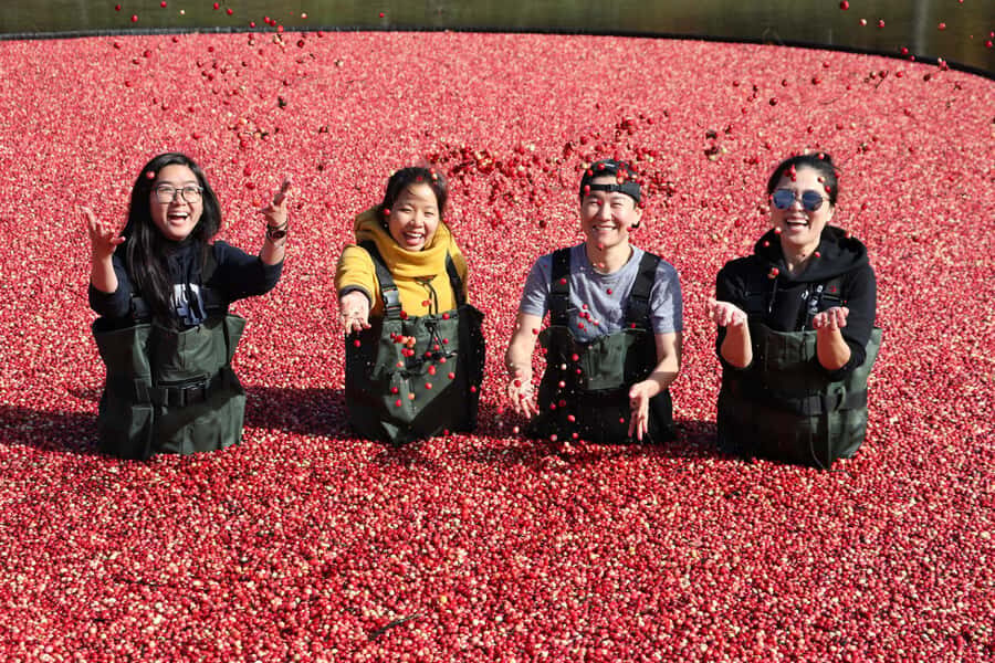 Toronto: Muskoka Cranberry Farm and Hardy Lake Hike - Key things to know before you go