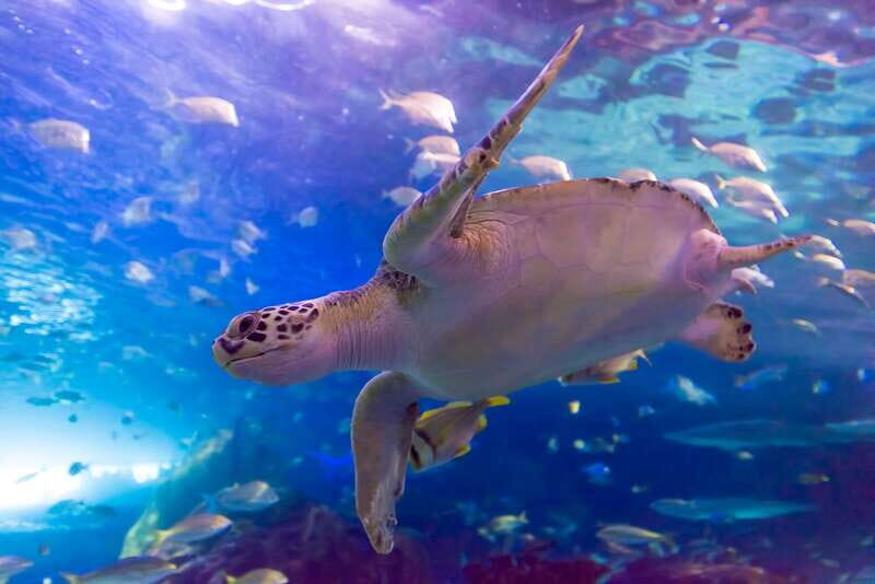 Toronto: Ripley's Aquarium of Canada Entry Ticket - The Underwater Tunnel: The Moment Most People Remember