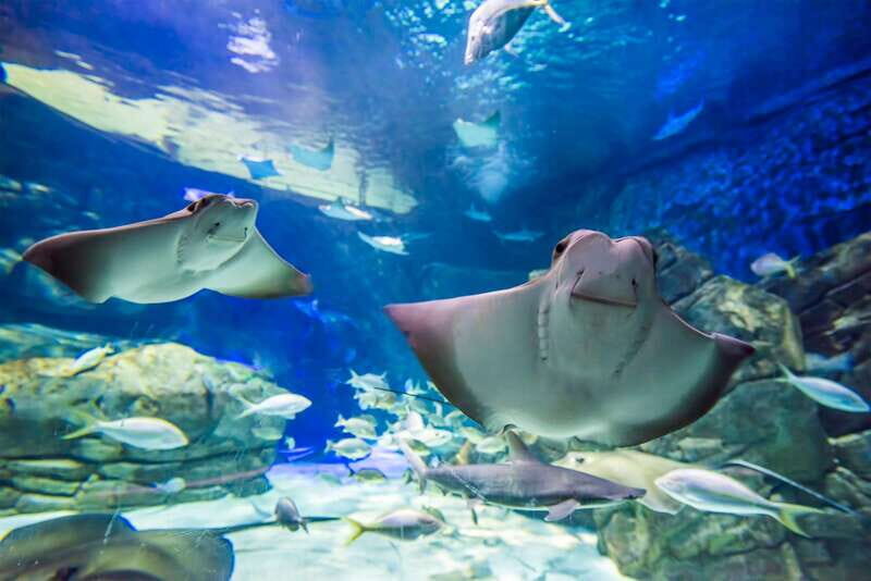 Toronto: Ripley's Aquarium of Canada Entry Ticket - Stingray Touch Pool and Hands-On Exhibits That Don’t Feel Cheesy