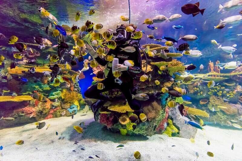 Toronto: Ripley's Aquarium of Canada Entry Ticket - Daily Live Dive Shows: When Explanations Add Meaning