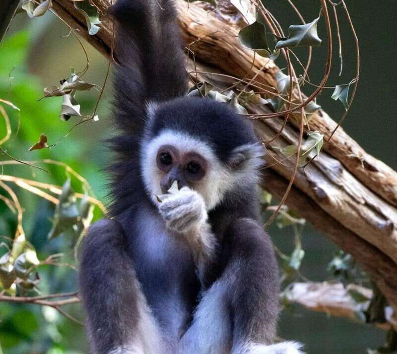 Toronto: Toronto Zoo Entry Ticket - Price and Value: Is $22 a Smart Buy?