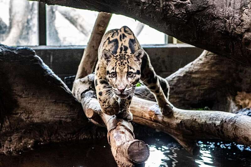 Toronto: Toronto Zoo Entry Ticket - Logistics That Can Trip You Up: Shuttle From Lot 2 and Finding Your Flow
