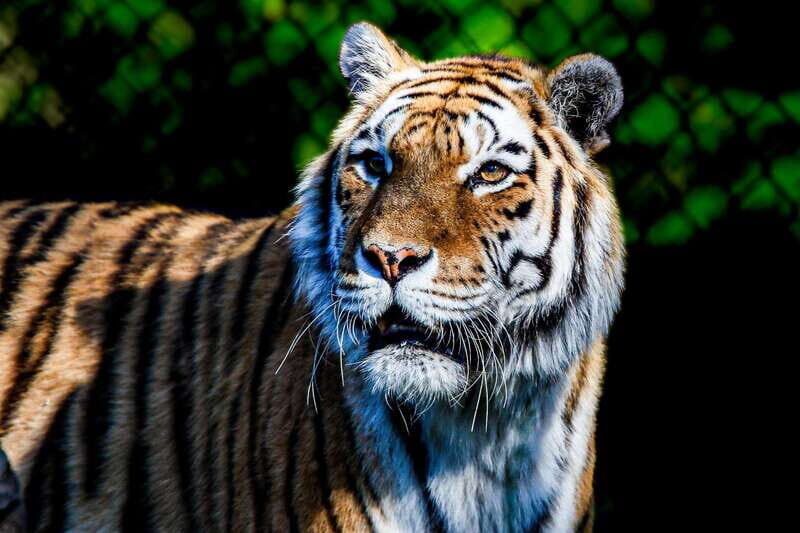 Toronto: Toronto Zoo Entry Ticket - Should You Book Toronto Zoo Tickets?