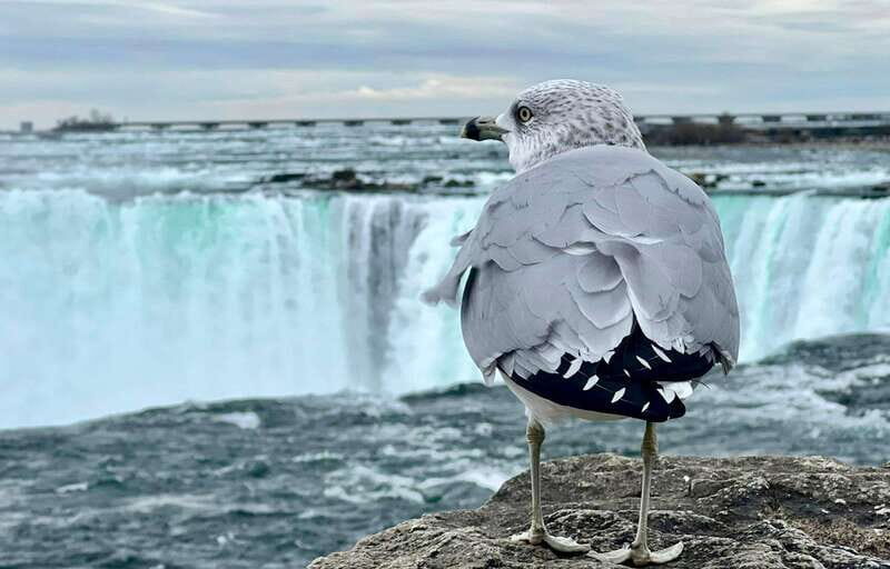 Toronto: Winter Niagara Falls Tour with Attractions Package - Morning pickup in Toronto: smooth start, early timing